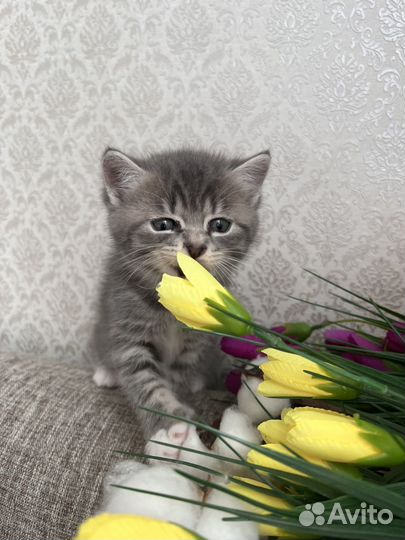 Котята в добрые руки даром бесплатно