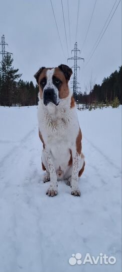 Вязка сао (Алабай)