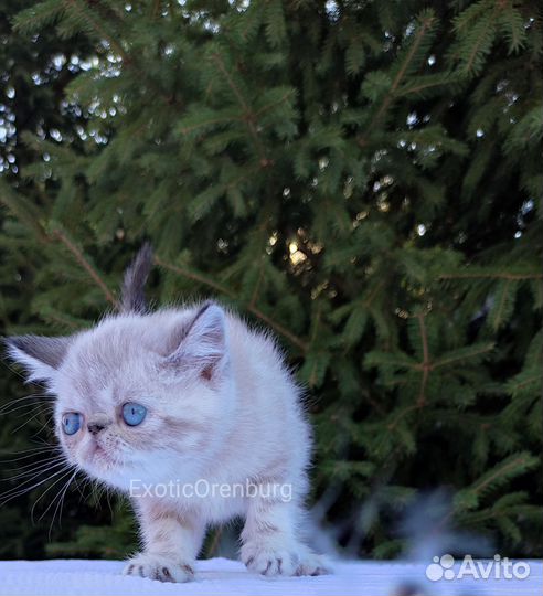 Экзотическая короткошерстная кошка
