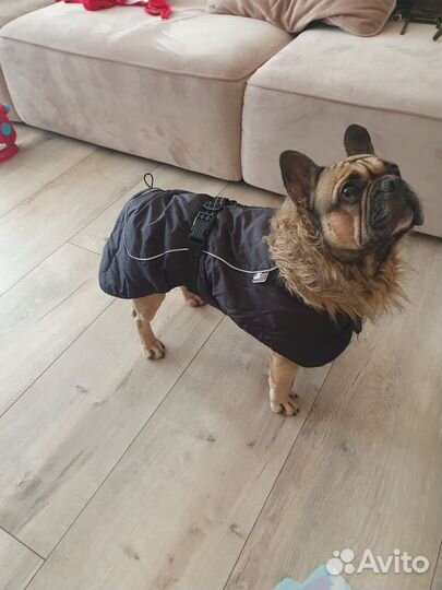 Куртка комбинезон для собаки