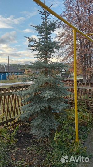 Голубая ель