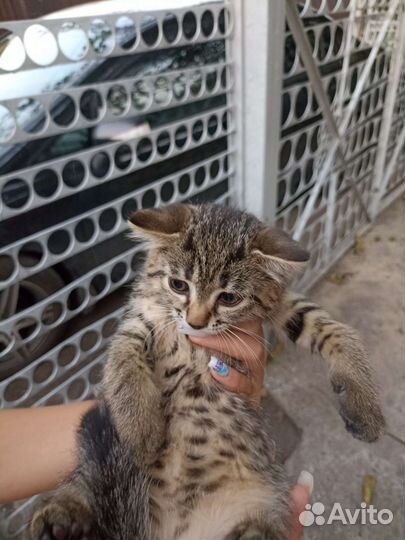 Б леопардовая кошка