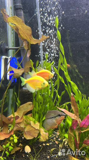Аквариумные рыбки