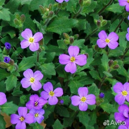 Обриета розовая, рассада