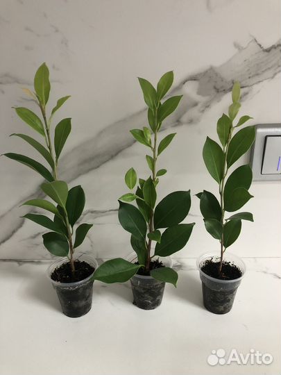 Детки Фикуса Микрокарпа Мокламе, Бенджамина