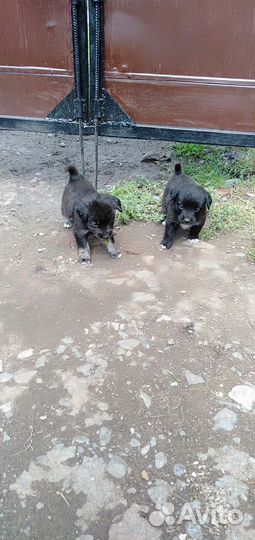 Собака в добрые руки отдам бесплатно