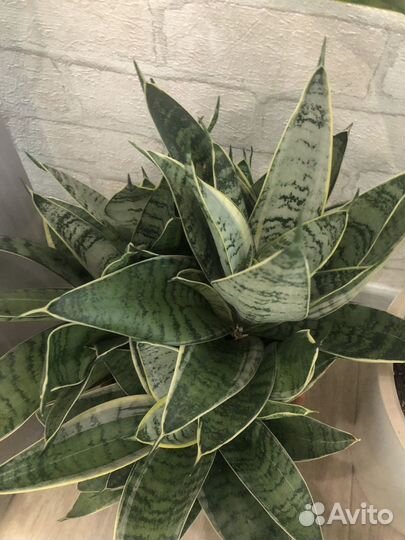 Сансивиерия