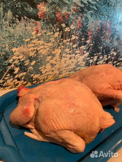 Мясо кур бройлера