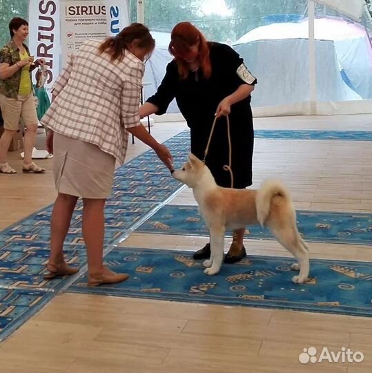 Щенки акита ину