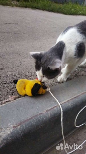 Бездомный кот ищет счастливое будущее