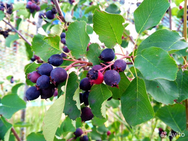 Саженцы плодовых и декоративных деревьев