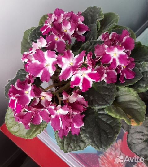 Фиалки цветущие