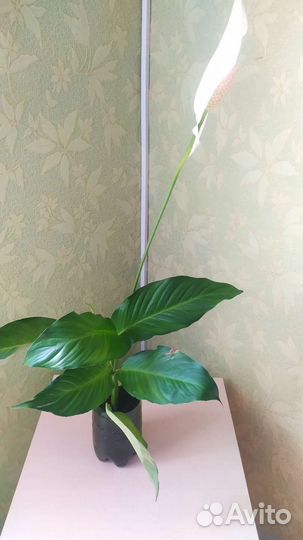 Спатифиллум- укоренённые отростки