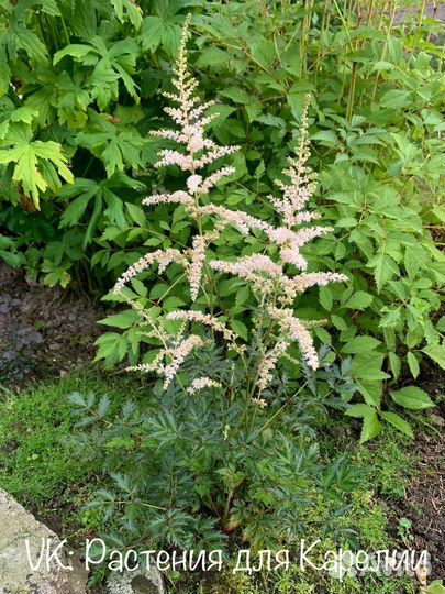 Астильбы сортовые