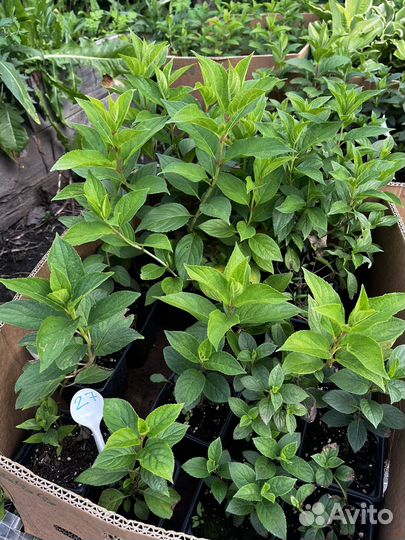 Гортензия саженцы