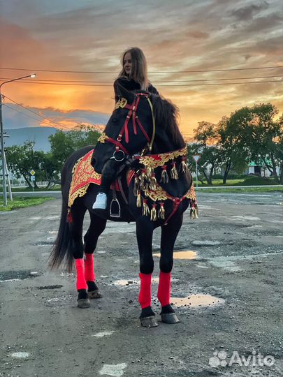 Конные прогулки и сертификаты