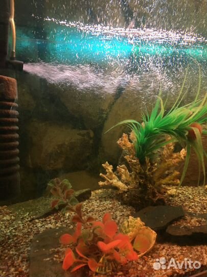 Аквариум босу в кабинет 520л равных нет