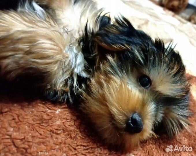 Йоркширский терьер щенок