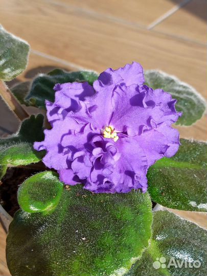 Комнатные цветы фиалки, кливия