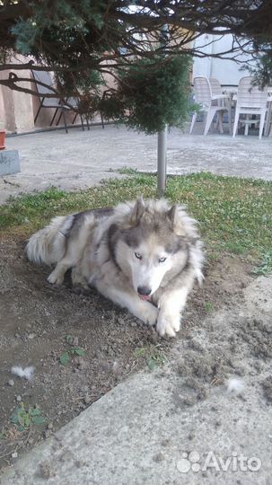 Отдам в добрые руки Хаски,возраст 6 лет