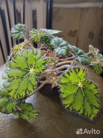 Бегония тигровая