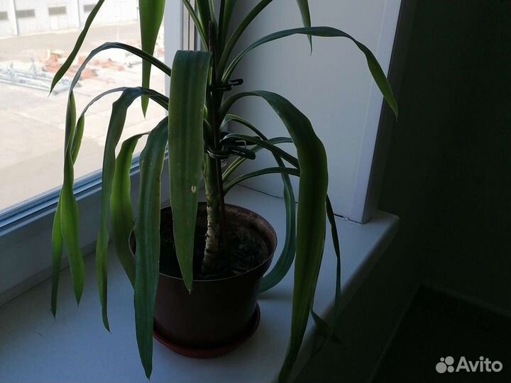 Пальма юкка