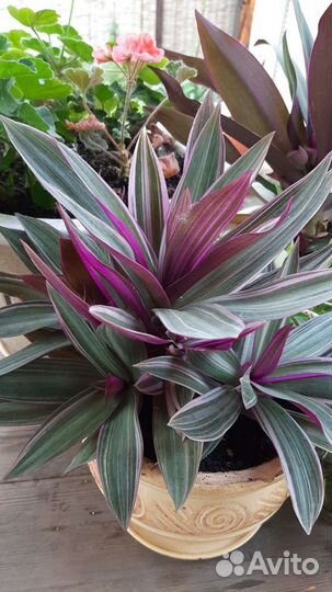 Сансевиерия, рео, гастерия, комнатные цветы