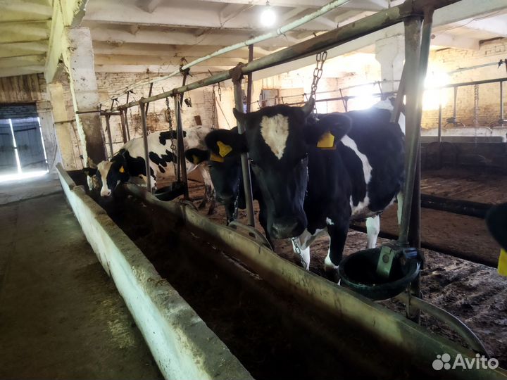 Бычки,телки,телята