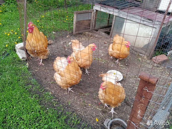 Семьи кур уток павловские, орпингтон, араукан