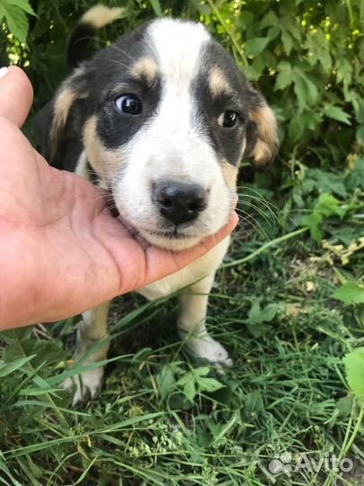 Щенок девочка в добрые руки бесплатно