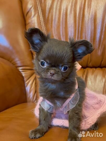 Девочка миничка