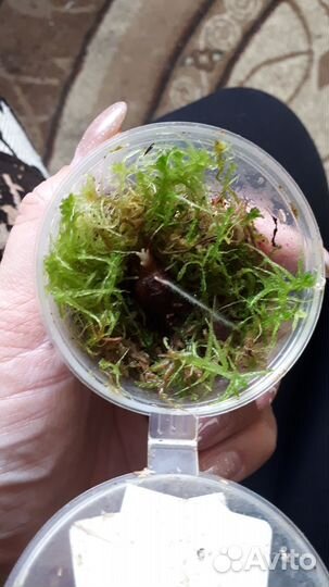 Алоказия Махарани, Полли клубни