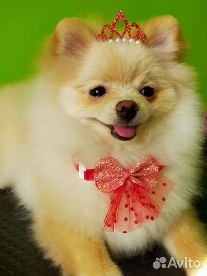 Студия груминга