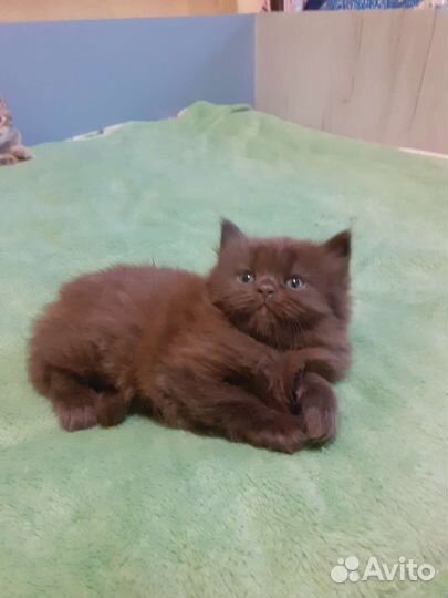 Шотландские котята