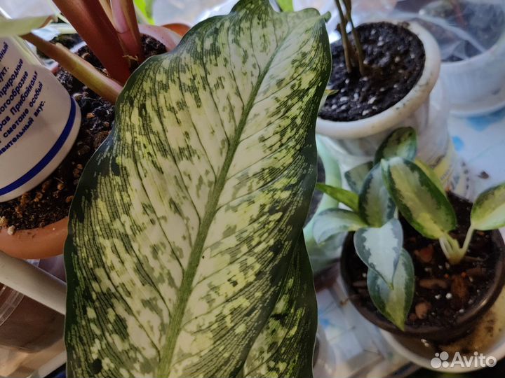 Диффенбахия удомсаб вайт