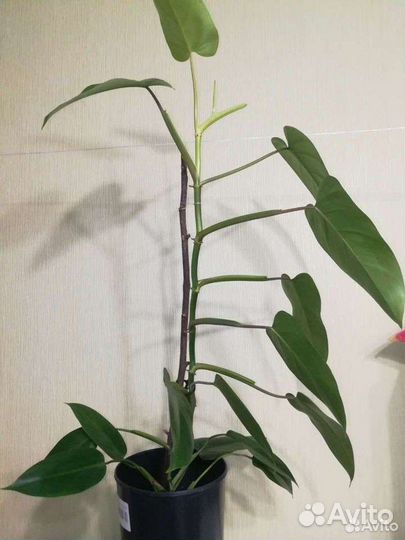 Комнатные растения: Филодендрон