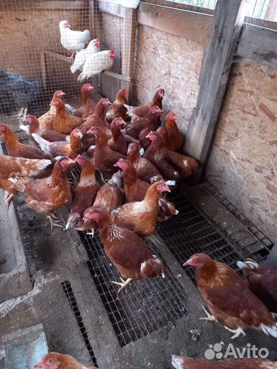Куры молодки