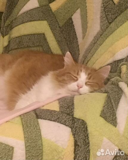 Безопасная Передержка животных кошек грызунов птиц