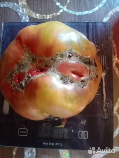 Семена очень редких сортов томатов