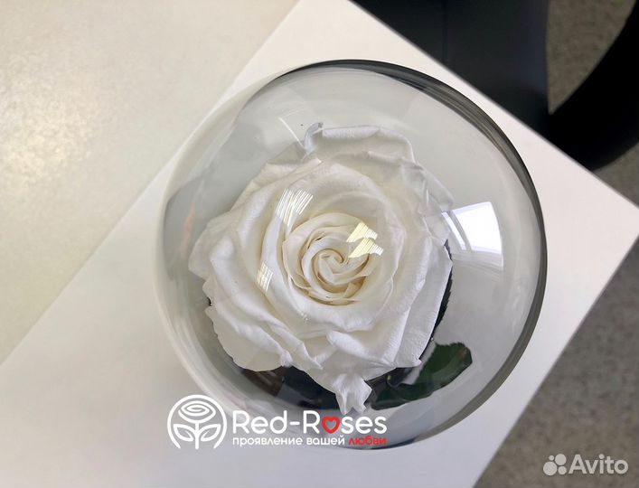 Роза в Колбе Premium - Белая