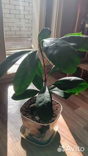 Фикус каучуковый