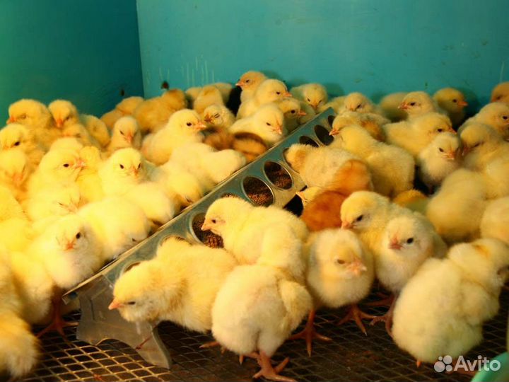 Гусь. Гусята. Цыплята бройлеры и помесные