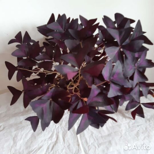 Оксалис Кислица