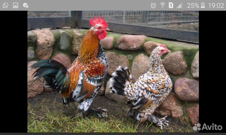 Декоративные птицы