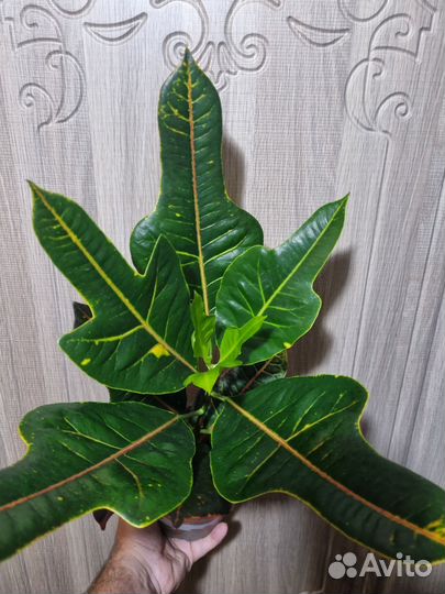 Кодиеум кротон