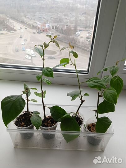 Бугенвиллия черенки