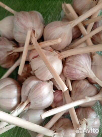 Чеснок