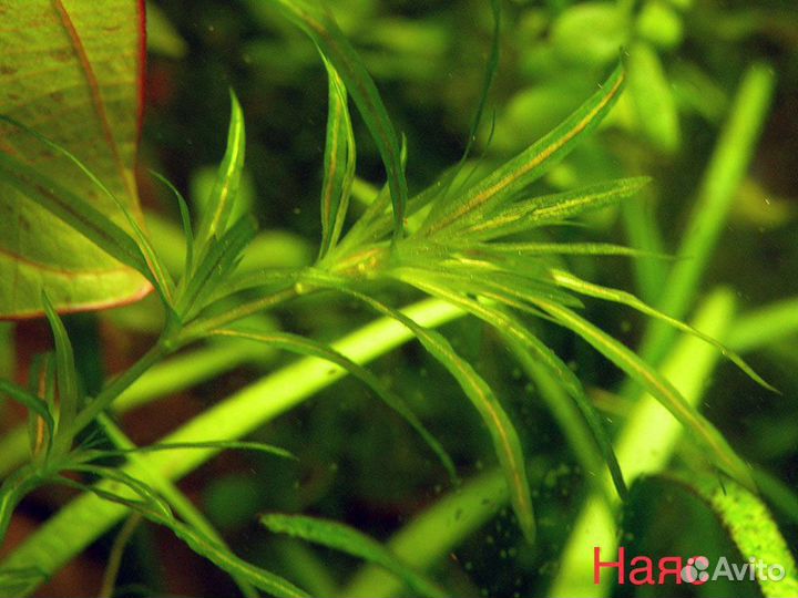 Аквариумные растения