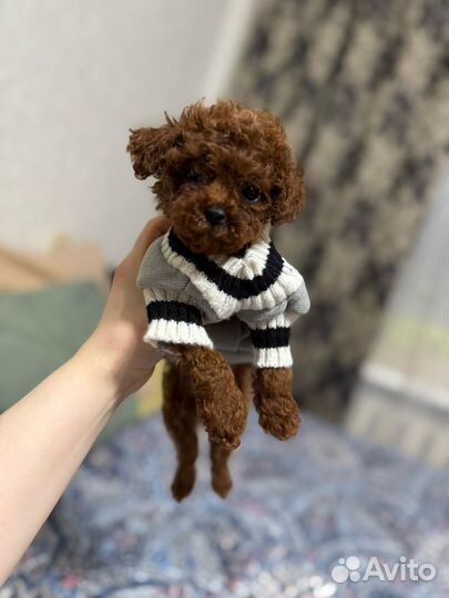 Мальчик пудель