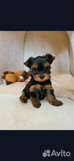 Йоркширский терьер